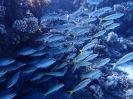 Arabische Scheinschnapper (Scolopsis ghanam) und Gelbschwanz-Meerbarben (Mulloidichthys vanicolensis)
