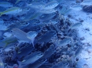 Arabische Scheinschnapper (Scolopsis ghanam) und Gelbschwanz-Meerbarben (Mulloidichthys vanicolensis)