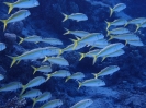 Gelbschwanz-Meerbarben (Mulloidichthys vanicolensis)