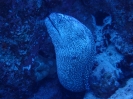 Gelbmaul-Muräne (Gymnothorax nudivomer)