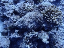 Echter Steinfisch (Synanceia verrucosa)