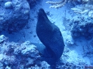 Riesenmuräne (Gymnothorax javanicus)