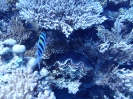 Riesenmuschel (Tridacna noae)