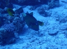 Titan Drückerfisch (Balistoides viridescens)