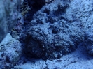 Echter Steinfisch (Synanceia verrucosa)