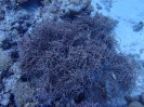 Strauch-Buschgorgonie (Rumphella antipathes)