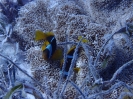 Teppichanemone (Stichodactyla haddoni) mit Rotmeer-Anemonenfischen (Amphiprion bicinctus)