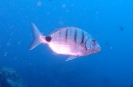 Madeira 2014
