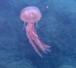 Leuchtqualle (Pelagia noctiluca)