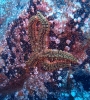 Vielarmiger Seestern (Coscinasterias tenuispina)