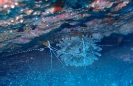 Atlantische Putzergarnele (Lysmata grabhami)