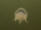 Blaue Nesselqualle (Cyanea lamarckii)