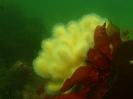 Tote Mannshand (Alcyonium digitatum)