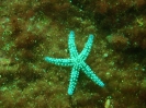 Eisseestern (Marthasterias glacialis)