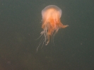 Gelbe Haarqualle (Cyanea capillata)