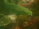 Kabeljau (Gadus morhua)