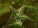 Knotiger Seestern (Hippasteria phrygiana)