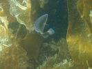 Kuckuckslippfisch (m) (Labrus mixtus)