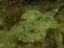 Seeteufel (Lophius piscatorius)