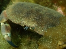 Taschenkrebs (Cancer pagurus) 