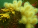 Tote Mannshand (Alcyonium digitatum)