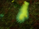 Tote Mannshand (Alcyonium digitatum)