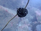 Federstern (Cenometra sp.)