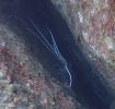 Blaue Schmucklanguste ( Panulirus versicolor )