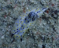 Höckerschnecke (Halgerda punctata)