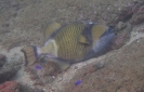 Titan Drückerfisch (Balistoides viridescens)
