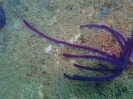 Gorgonie (Guaiagorgia anas)