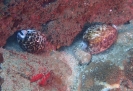 Tigerschnecken (Cypraea tigris)
