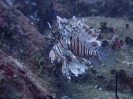 Gewöhnlicher Feuerfisch