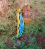 Prachtsternschnecke (Chromodoris annae Bergh)