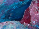 Riesenmuräne (Gymnothorax javanicus)