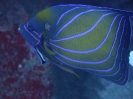 Ringkaiserfisch (Pomacanthus annularis)
