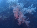 Schwarze Koralle (Antipathella fiordensis)