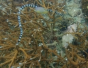 Nattern-Plattschwanz (Laticauda colubrina)