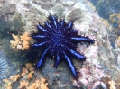 Dornenkronenseestern (Acanthaster planci)