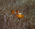 Falscher Clownfisch (Amphiprion ocellaris) in Lederanemone (Heteractis crispa)