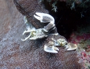 Oshimas Porzellankrebs (Neopetrolisthes oshimai)