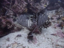 Kammkoralle (Ctenocella pectinata)