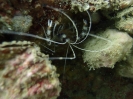 Gebänderte Scherengarnele (Stenopus hispidus)