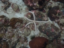 Blauer Seestern (Linckia laevigata)