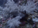 Schwarze Koralle (Antipathes dichotoma)