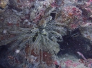 Edel-Haarstern (Comaster nobilis)