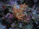 Bäumchen-Weichkoralle (Dendronephthya sp)