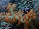 Bäumchen-Weichkoralle (Dendronephthya sp)