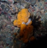 Koloniale Seescheide (Didemnum obscurum)