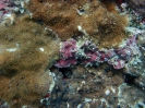Tellerkoralle (Podabacia motuporensis)